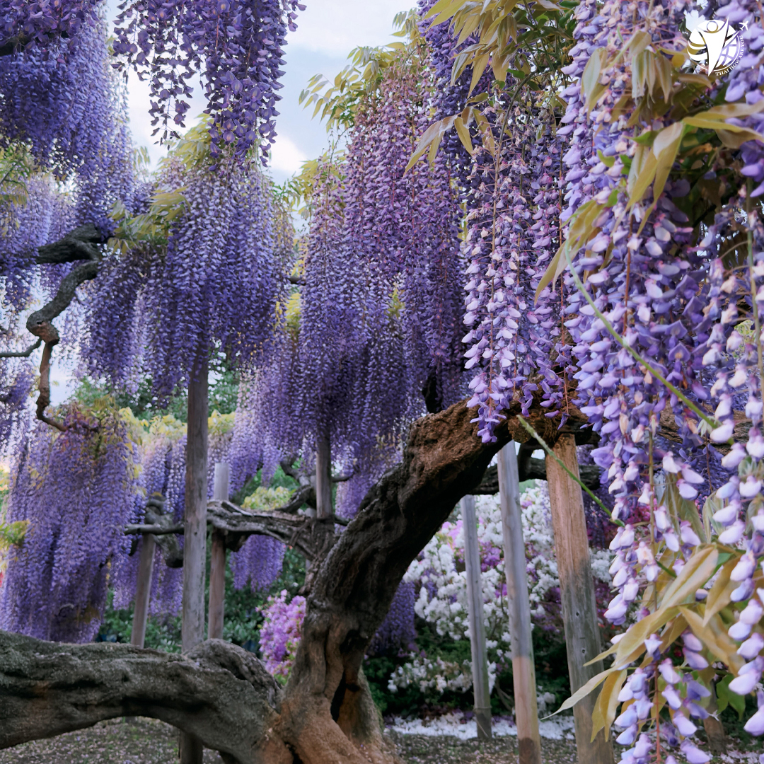 สวนดอกไม้อาชิคางะ